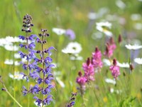 Concours des prairies fleuries : des paradis de biodiversité à l’honneur