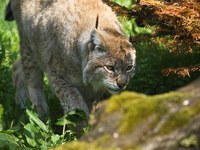 Der Luchs (Lynx lynx)