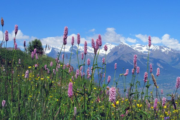 Natur in den Alpen: geschätzt und gefährdet