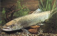 Schutzmassnahmen für Alpenrhein und Bodensee