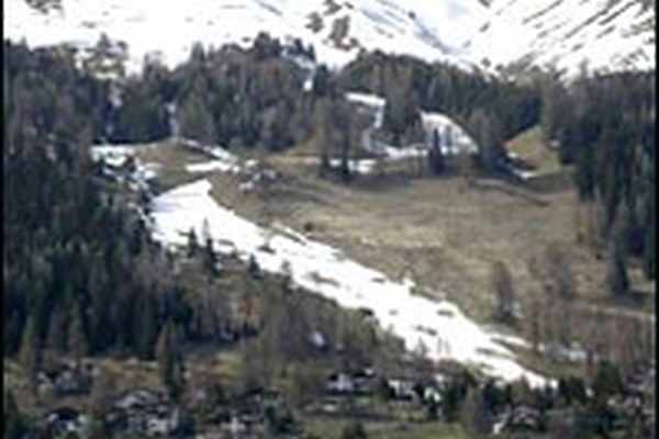 Pistenraupen und Kunstschnee bedrohen Pflanzenvielfalt