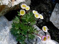 Klimawandel verringert Artenvielfalt