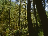 Frankreich: Programm für tausend neue kommunale Holzheizungen