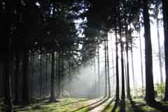 Forstliche Netzwerke zum Wissensaustausch