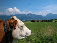 Berglandwirtschaft und Ländlicher Raum