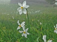 Schutz von Narzissen in den Karawanken