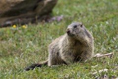 Studie zum Klimawandel im Tiroler Alpenraum