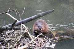 Biber breiten sich im Schweizer Mittelland aus