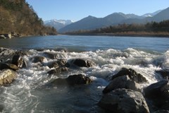 Mehr Leben für den Alpenrhein