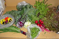 Wenn der Frühling blüht, muss der Pestiziden-Markt noch lange nicht boomen!