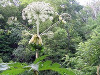 11,000 invasive Arten in Europa