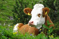 Freiwillige Blauzungenimpfung