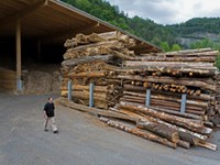 Biomasse aus Piemonts Wäldern: Der WWF schlägt Alarm
