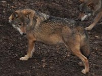 Alpenexpedition: Unterwegs für ökologische Netzwerke