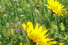 Biodiversität in aller Munde