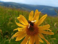 Internationale Projekte zu Folgen des Klimawandels in Bergregionen