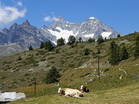Neues Deutsches Bundeswaldgesetz