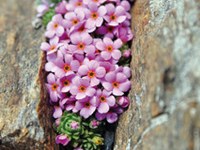 Biodiversität im Klimawandel : pflegen oder wuchern lassen?