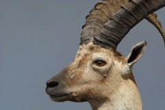 Steinbock wird nicht geschossen