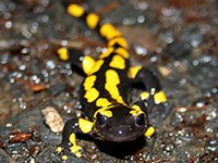 Projekt GreenAlps für mehr Artenvielfalt