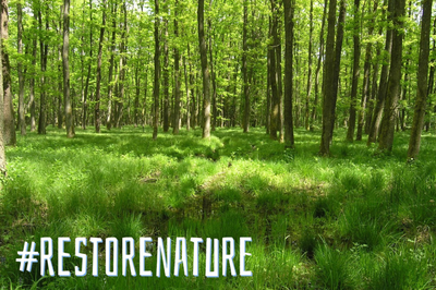 Auf der Kippe: EU-Gesetz zur Renaturierung