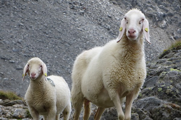 Bayerische Berglandwirtschaft – Triff Deinen EU-Abgeordneten