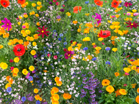 Biodiversität: Die Schweiz stimmt über ihre Zukunft ab