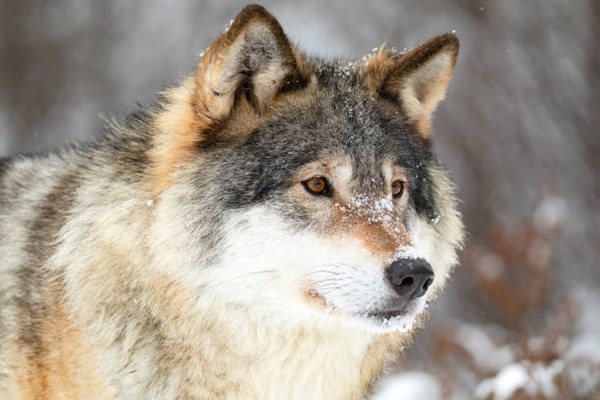 Der Wolf in der Alpenregion