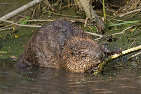 Die Alpen: Heimat für Wolf, Luchs und Biber