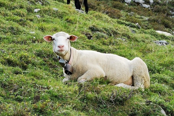 Drei Innovationen aus den Bergen