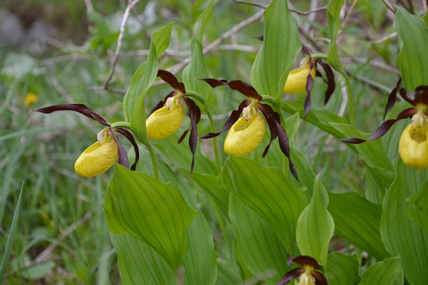 Film „Berghexen und Feuersalamander“