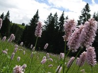 Gold und Diamanten für die Biodiversität