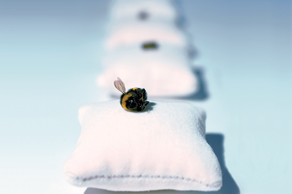 Kleine Biene, grosse Wirkung