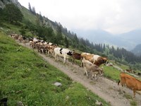 Kürzungen im Agrarumweltprogramm