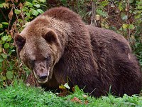 Richtiger Umgang mit Problembären