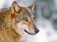 Vermitteln zwischen Mensch und Raubtier