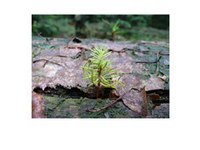 Mehr Raum für die Natur