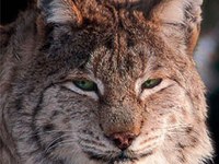 Aktiv für große Beutegreifer