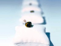 SzeneAlpen Nr. 106 - «Kleine Biene, grosse Wirkung»