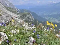 Vortrag:Vom Gletscher bis zur Rebe. Ein Panorama der Flora von Südtirol