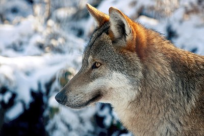 Le Loup (Canis lupus)