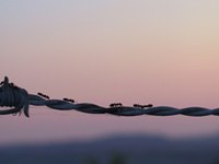 Alps insight: Schengen for Flora and Fauna