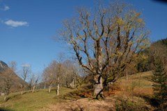 Berchtesgaden - Salzburg: Improving the ecological network of extensive grasslands