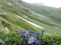 Loss of biodiversity in the mountains particularly severe