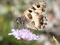 Stage is set for hermits and fire salamanders
