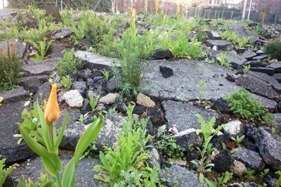 Heatwave aggravated by soil sealing