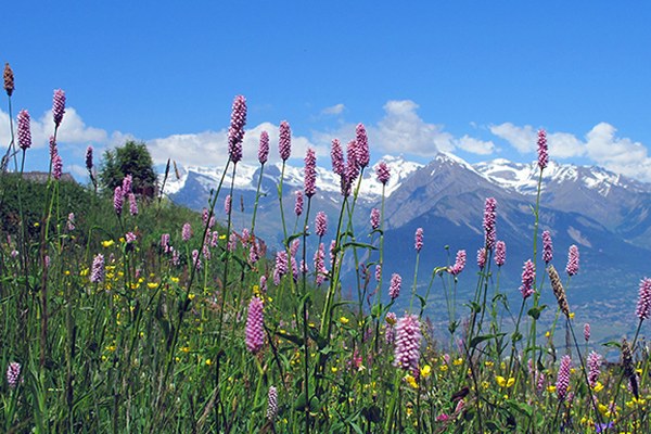 How policies can enable biodiversity