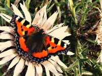 Municipal network for nature protection