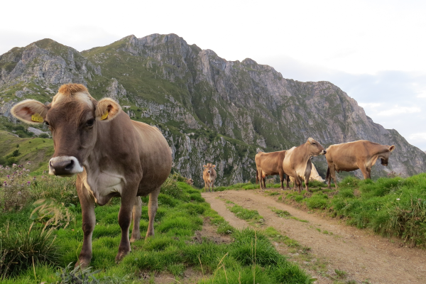 Quality from the mountains