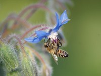 Salvation for the bees?